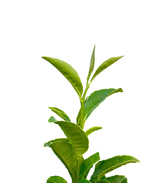 Гурия фронт