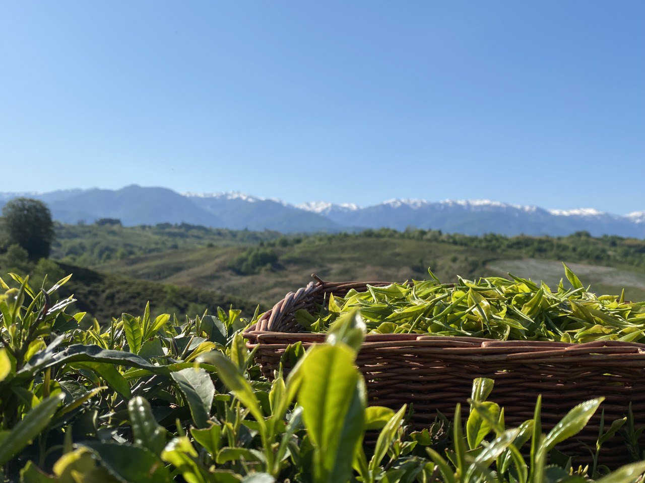 Plantation background