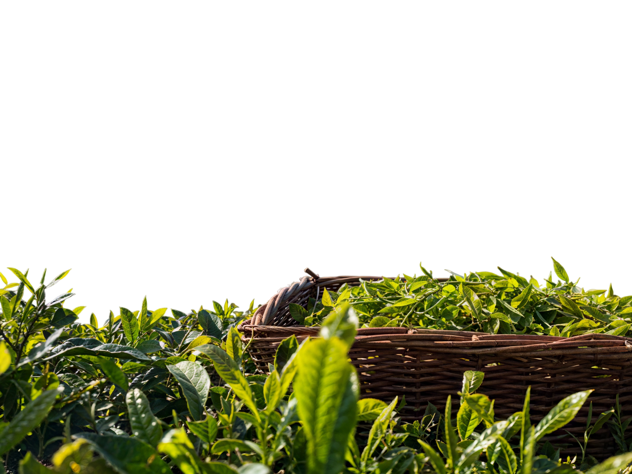 Plantation foreground