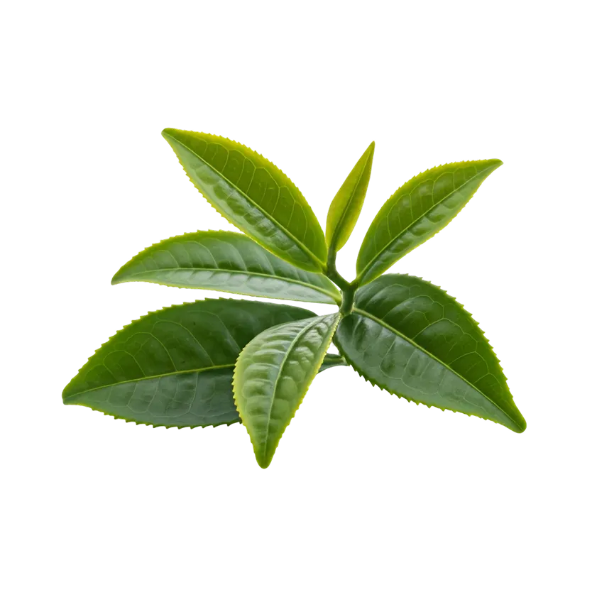 Green tea leaves with fresh bright green color and detailed veins